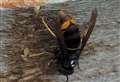 Government pest experts descend after Asian hornet is caught