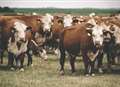 Pensioner trampled by herd of 30 cows