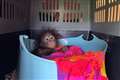 Baby orangutan travels first class to join youngsters at Dorset monkey sanctuary