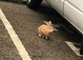 School staff bid to trace missing rabbit's owners