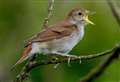 Hundreds join fight to save Britain’s biggest nightingale population