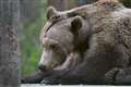 Zoo ‘in awe’ of Boki the brown bear’s progress after pioneering brain surgery