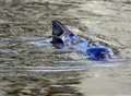 Porpoise in Gravesend