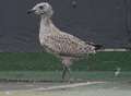 Car park gull prepares for take-off