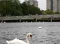 Swans lured from lake and killed