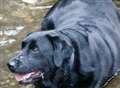 Diet helps labrador shed nearly half his bodyweight