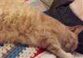 Cat put down after second 'gun attack'