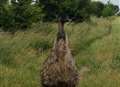 Dog walker's lucky escape... from a giant bird