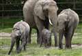 Animal park defends plan to send elephant herd to Africa 