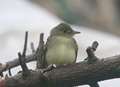 Thousands flock to see rare bird