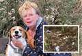 'He got human waste on his paws and ate a soiled wet wipe'