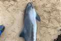 Dead porpoise found on beach