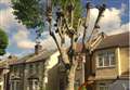 Anger after 'brutal' tree pollarding uncovers nest