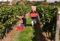 Beer brand 'sponsors' wine harvest