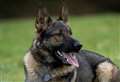 Police dog tracks suspect for half a mile