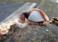 Walkers find mysterious creatures on Samphire Hoe's shoreline.