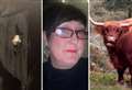 Mum seriously bruised after being hurled into air by charging cow