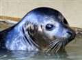 No help for 'lonely but happy' seal