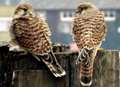 Baby kestrels on our doorstep 