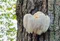 Excitement as rare fungus found at nature reserve