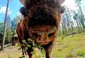 Animal park eyes woodland for 6ft beasts