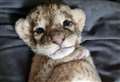 Zoo owner hand-rearing cubs of tragic lion