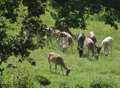 Idyllic trail reveal between two Maidstone villages