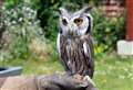 Birds of prey display team accused of operating illegally 