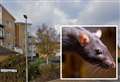 Rat dies after ‘children beat it in street’