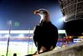 Fans rally to help Crystal Palace eagle