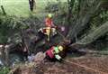 Astonishing images show moment firefighters hoist massive bull to safety