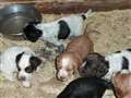 Puppies and dogs worth £6k stolen from kennels