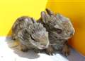 Baby rabbits survive being shot out of lorry exhaust pipe