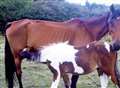 Mystery over disappearance of sick horse