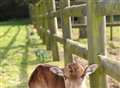 He WAS born yesterday... Dave's one of the world's rarest cows