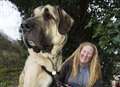 Meet Kurt - one of Britain's biggest dogs