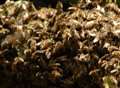 Thousands of bees cause panic in swarm