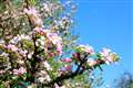 Sunny April helps boosts apple blossom – and chances of a good harvest