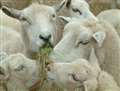 Police mount night-time vigils after sheep deaths