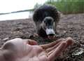 Wardens suspended after fining woman for feeding ducks