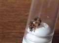 Kent 'invader' threatens native ladybird