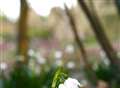 A snowdrop sensation