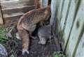 Fox rescued after getting its head stuck in a fence