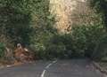 Fallen trees block roads