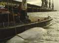 Dead whale recovered from docks