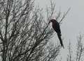 Macaw caught in Maidstone