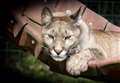 Puma laps up sun in hammock