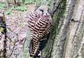 Children save bird of prey which couldn’t fly