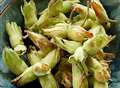 Kentish cobnuts season starts