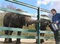 Howletts' elephant flies off to new life in US